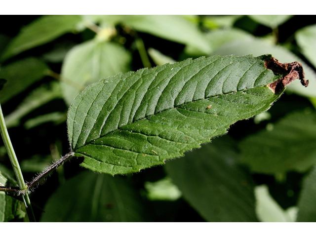 Monarda clinopodia (White bergamot) #31797