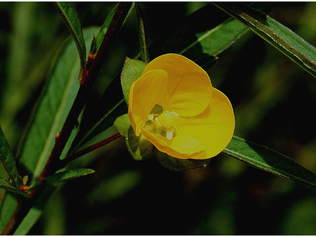 Ludwigia alternifolia (Seedbox) #31802