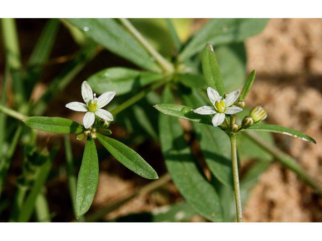 Mollugo verticillata (Green carpetweed) #31808