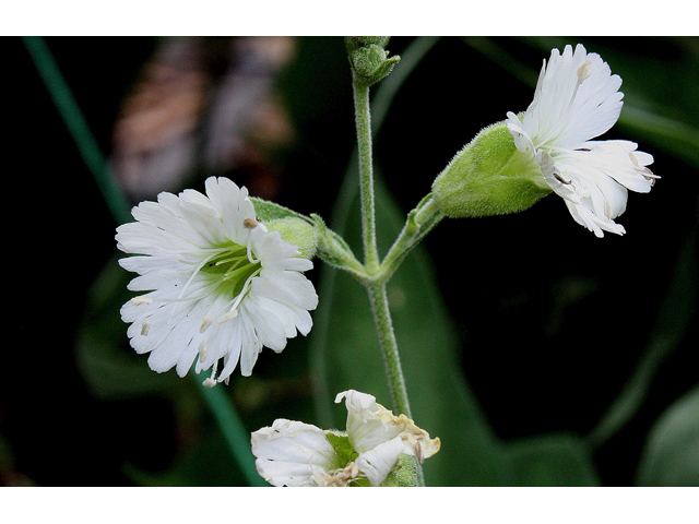 Silene stellata (Widow's frill) #31815