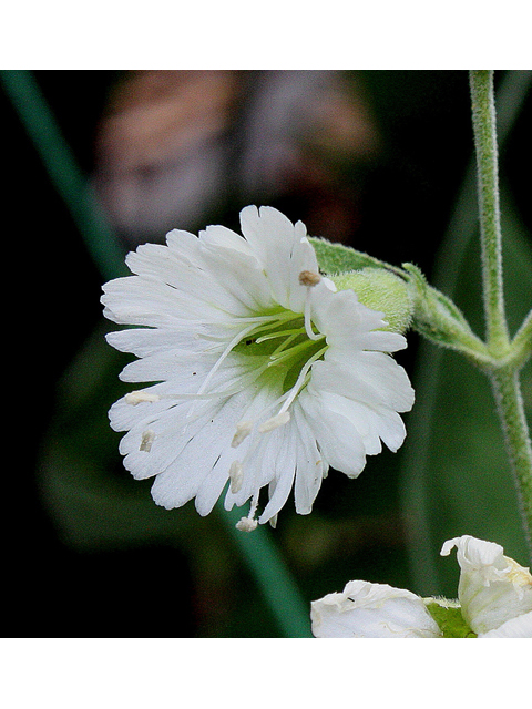 Silene stellata (Widow's frill) #31816