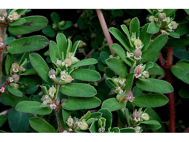 Chamaesyce maculata (Spotted spurge) #31820