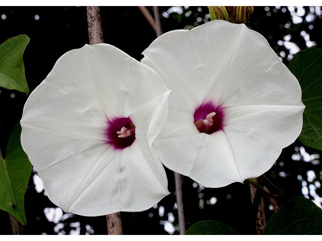 Ipomoea pandurata (Man of the earth) #31827