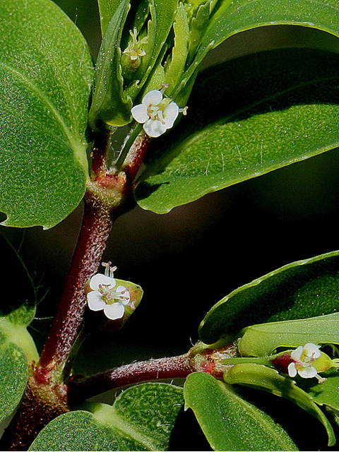 Chamaesyce nutans (Nodding spurge) #31835