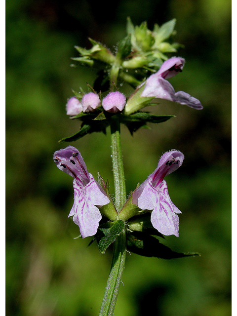 Stachys tenuifolia (Smooth hedgenettle) #31839