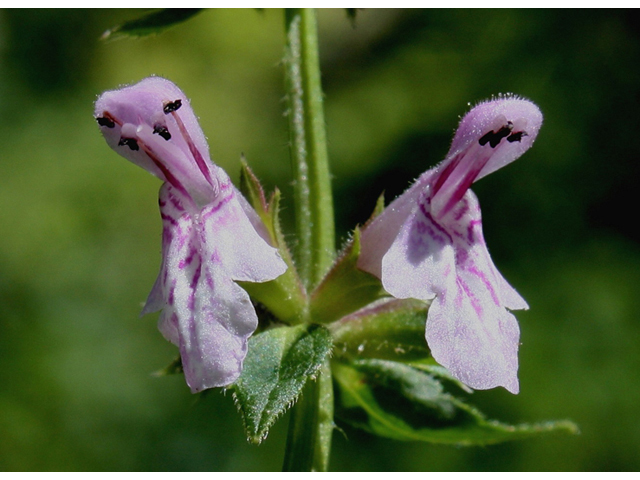 Stachys tenuifolia (Smooth hedgenettle) #31840