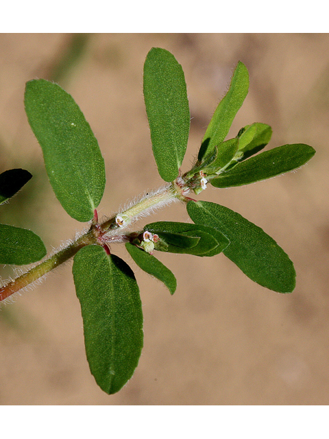 Chamaesyce maculata (Spotted spurge) #31842