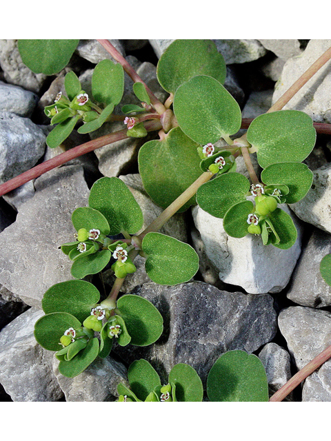 Chamaesyce serpens (Matted sandmat) #31849