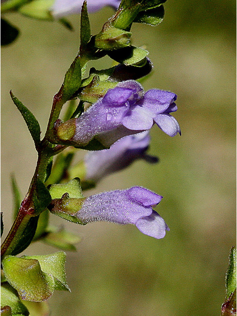 Scutellaria lateriflora (Blue skullcap) #31854