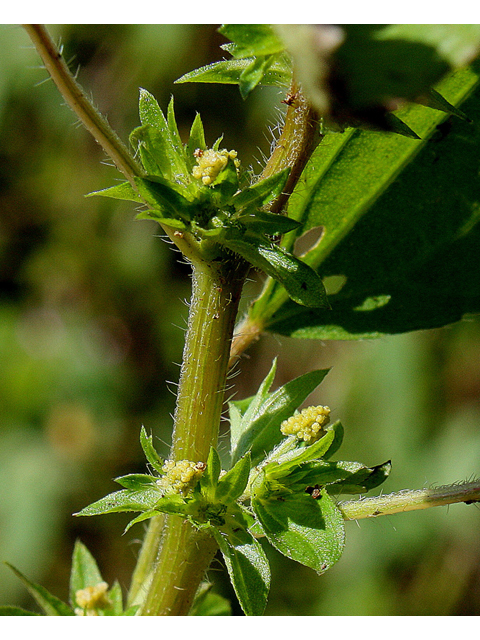 Acalypha rhomboidea (Common threeseed mercury) #31863