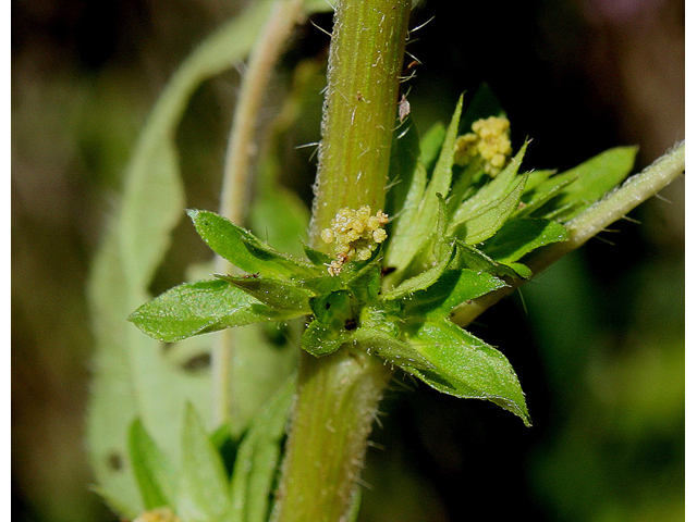 Acalypha rhomboidea (Common threeseed mercury) #31865