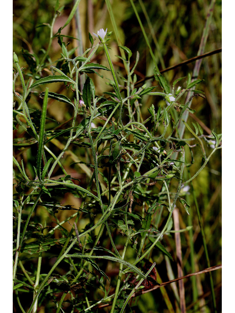 Epilobium coloratum (Purpleleaf willowherb) #31875