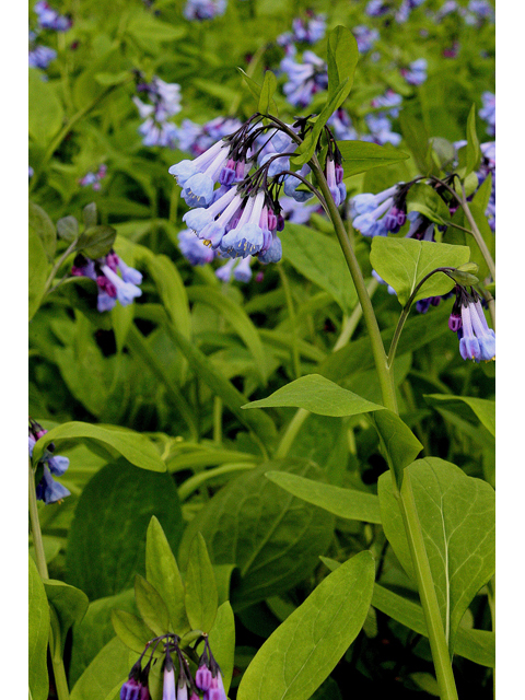 Mertensia virginica (Virginia bluebells) #31897