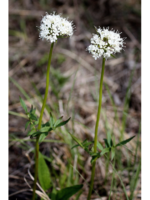 Valeriana uliginosa (Mountain valerian) #32108