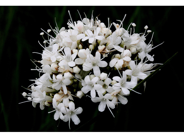 Valeriana uliginosa (Mountain valerian) #32120