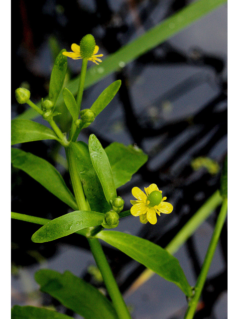 Ranunculus sceleratus (Cursed buttercup) #32125