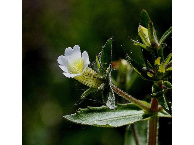 Gratiola neglecta (Clammy hedgehyssop) #32150