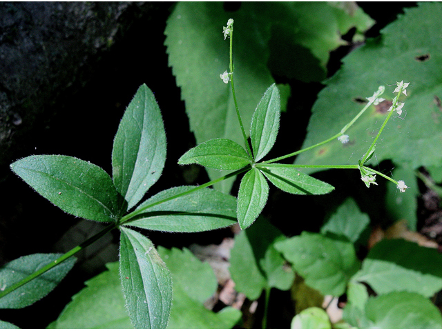 Galium circaezans (Licorice bedstraw) #32153