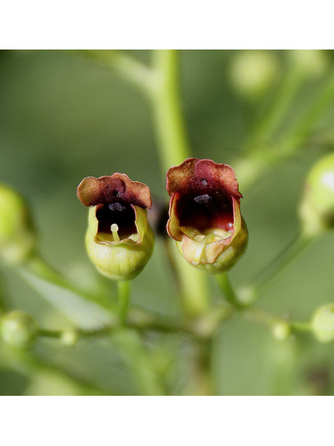 Scrophularia marilandica (Carpenter's square) #32162