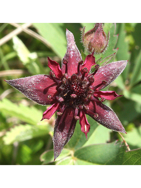 Comarum palustre (Purple cinquefoil) #32172