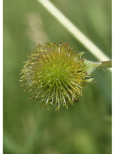 Geum aleppicum (Yellow avens) #32176