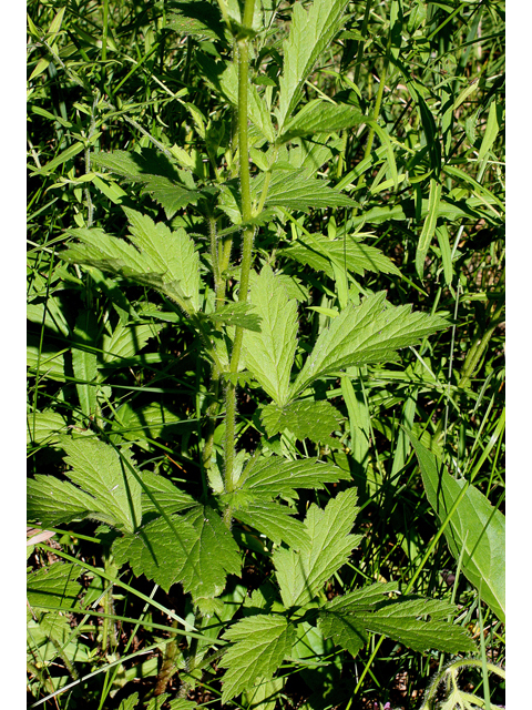 Geum aleppicum (Yellow avens) #32177