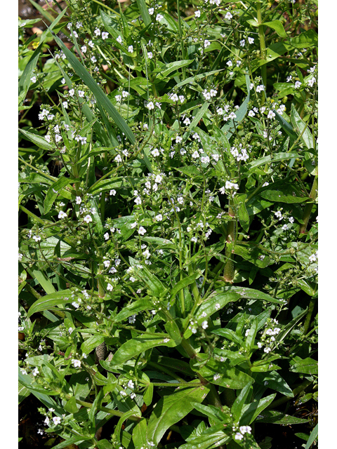 Veronica anagallis-aquatica (Water speedwell) #32180