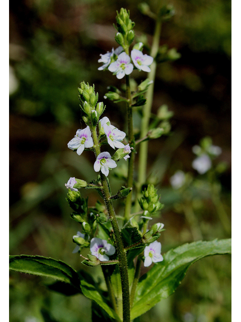 Veronica anagallis-aquatica (Water speedwell) #32181