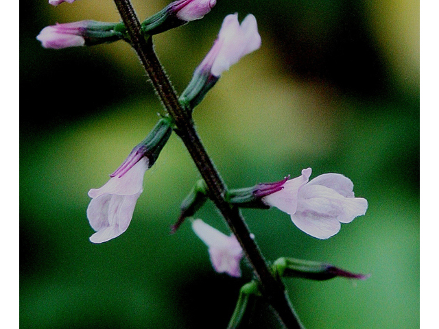 Phryma leptostachya (American lopseed) #32184