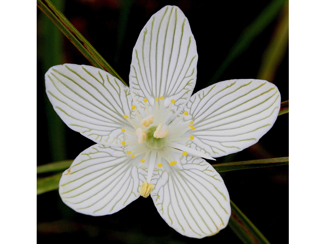 Parnassia glauca (Fen grass of parnassus) #32195