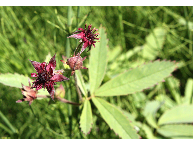 Comarum palustre (Purple cinquefoil) #32198