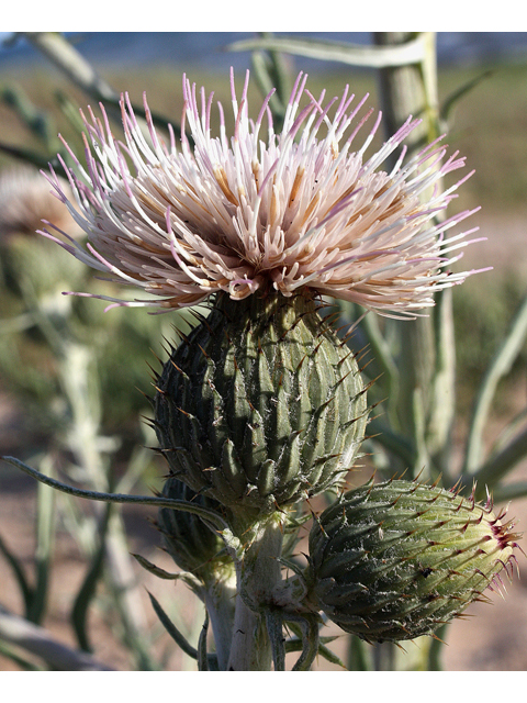 Cirsium pitcheri (Sand dune thistle) #32202