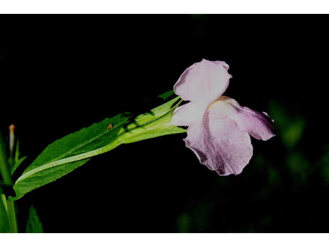 Mimulus ringens (Allegheny monkeyflower) #32207