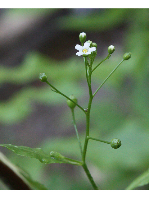 Samolus valerandi ssp. parviflorus (Seaside brookweed) #32212