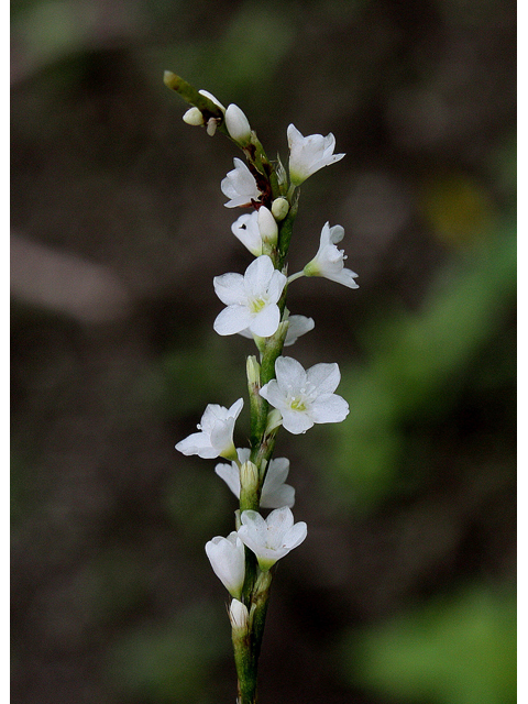 Polygonum punctatum (Dotted smartweed) #32222