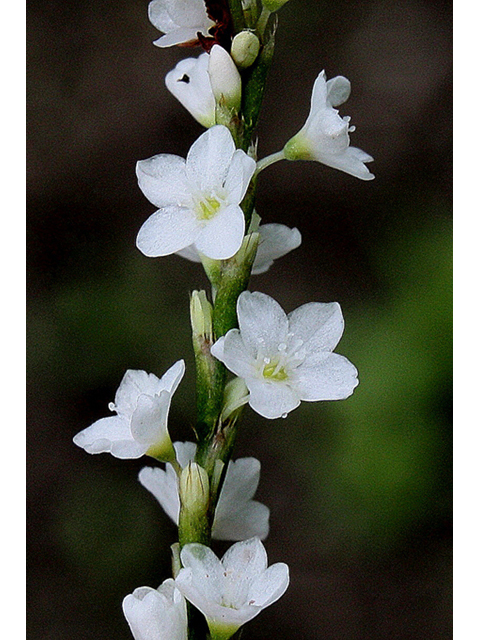 Polygonum punctatum (Dotted smartweed) #32223