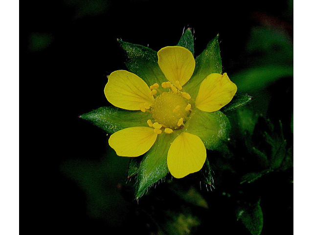 Potentilla norvegica (Norwegian cinquefoil) #32229