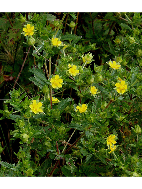 Potentilla norvegica (Norwegian cinquefoil) #32231