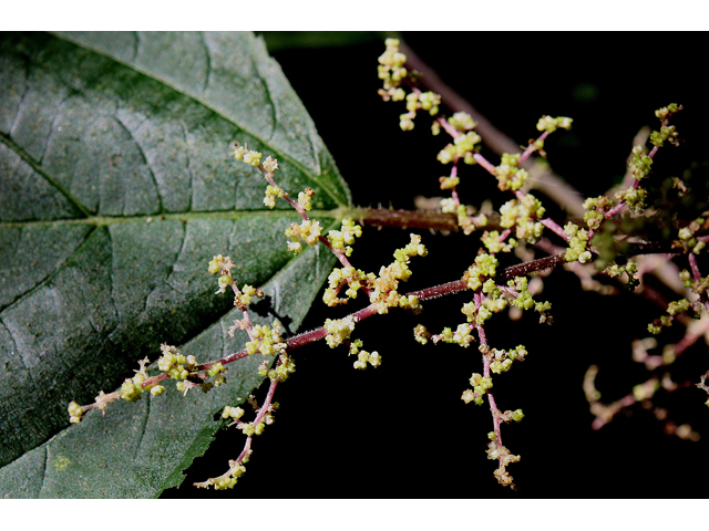 Laportea canadensis (Canadian woodnettle) #32232