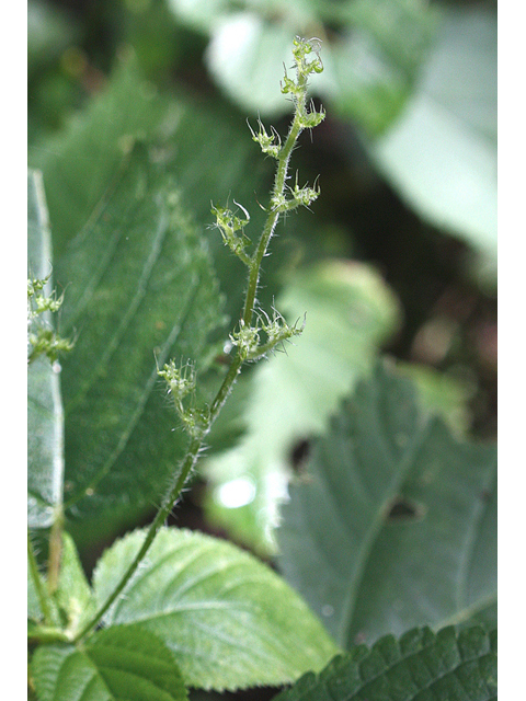 Laportea canadensis (Canadian woodnettle) #32233