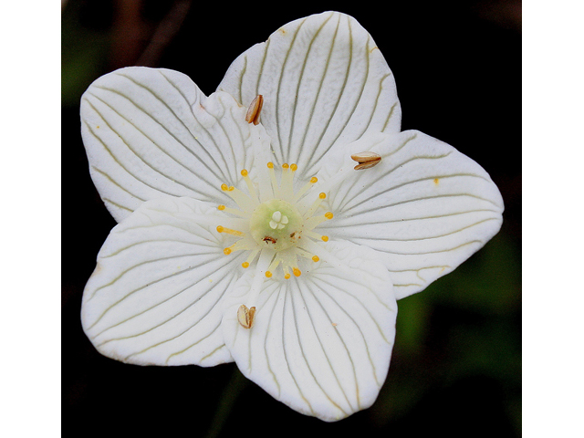 Parnassia glauca (Fen grass of parnassus) #32236