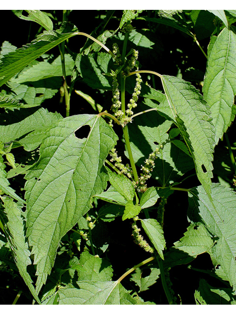 Boehmeria cylindrica (Smallspike false nettle) #32245