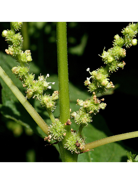 Boehmeria cylindrica (Smallspike false nettle) #32246