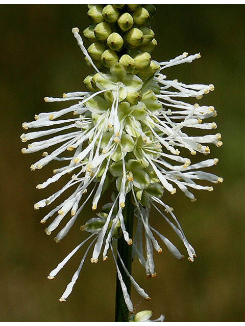 Sanguisorba canadensis (Canadian burnet) #32247