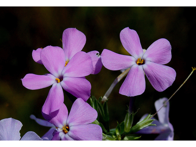 Phlox glaberrima (Smooth phlox) #32249