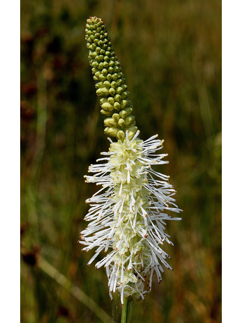 Sanguisorba canadensis (Canadian burnet) #32250