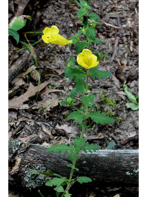 Aureolaria pedicularia (Fern-leaf yellow false foxglove) #32266