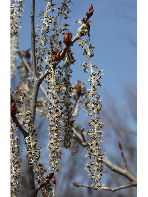 Populus tremuloides (Quaking aspen) #32283