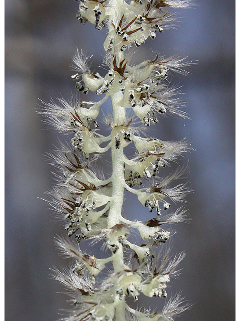 Populus tremuloides (Quaking aspen) #32284