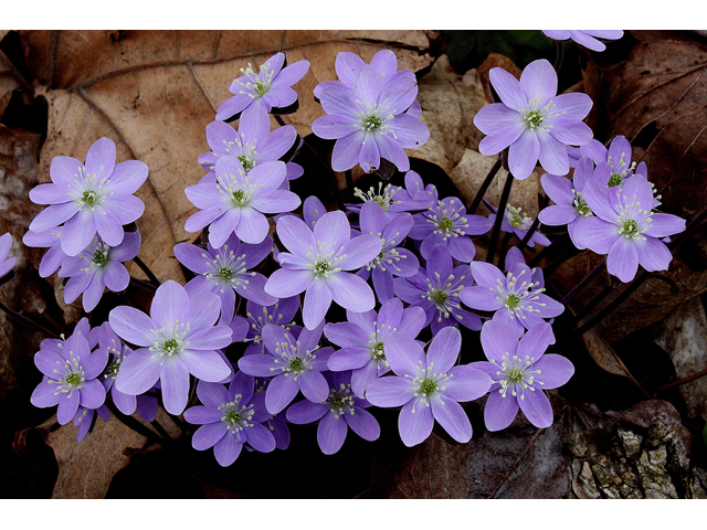 Hepatica nobilis var. acuta (Sharplobe hepatica) #32289